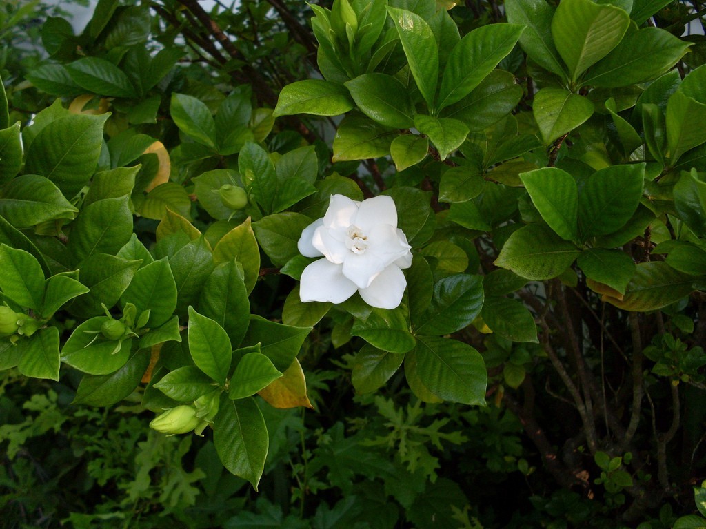 Gardenia, Ananta - Plant